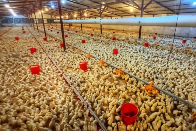 Bursa'da yerleşim yerine &ccedil;ok yakın olan tavuk &ccedil;iftliği nefes aldırmıyor!