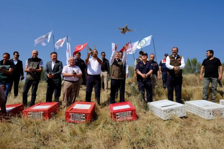 Yozgat'ta kınalı keklik doğaya bırakıldı!