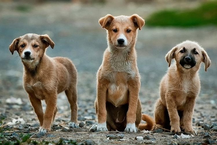 CHP'li belediyeler başıboş sokak köpekleri yasasını uygulamayacak