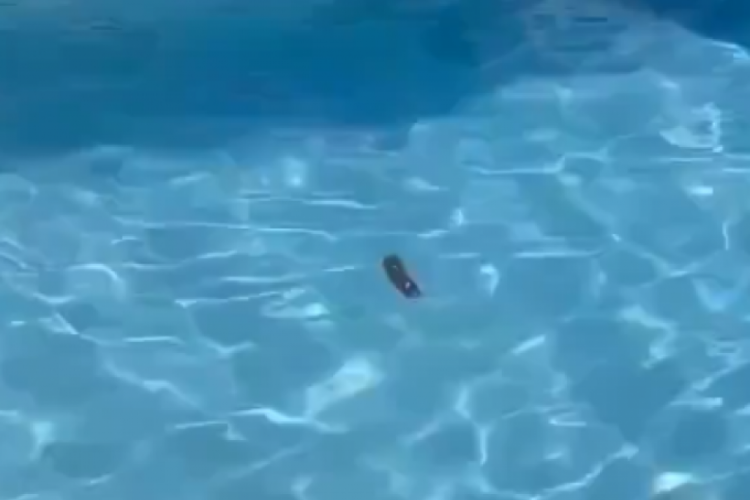 Antalya'da havuzun i&ccedil;indekini g&ouml;ren tatilciler şoke oldu!