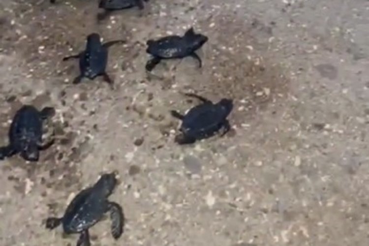 Antalya'da aşırı sıcak deniz kaplumbağalarınıda etkisi altına aldı!