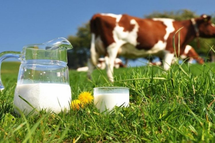Tarımda korkutan tablo! S&uuml;t krizi ortaya &ccedil;ıkabilir