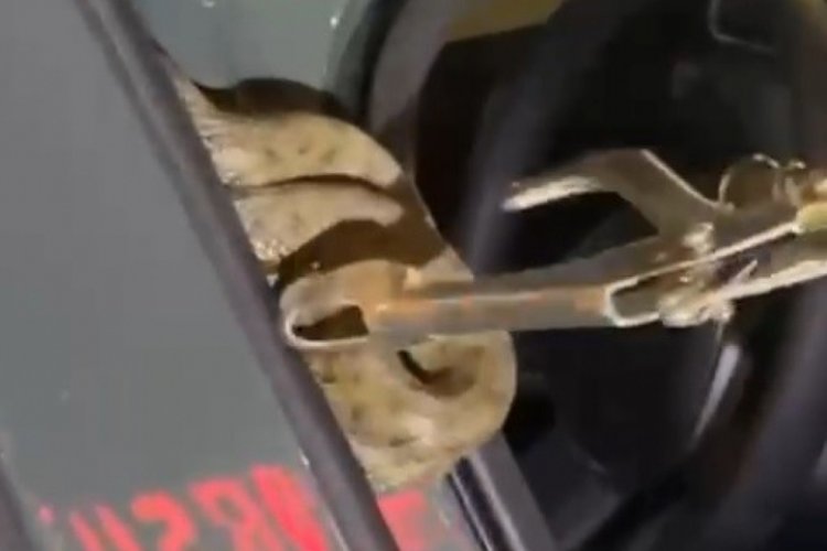 Bing&ouml;l'de arabada yılanı  paniği!