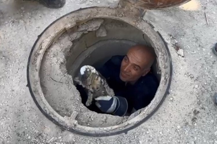 Adıyaman'da kedi Lağım çukuruna sıkıştı!