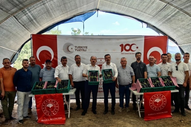 Patlıcan i&ccedil;in hasat şenliği yapıldı!&nbsp;İhracatta Bursa'nın payı b&uuml;y&uuml;k
