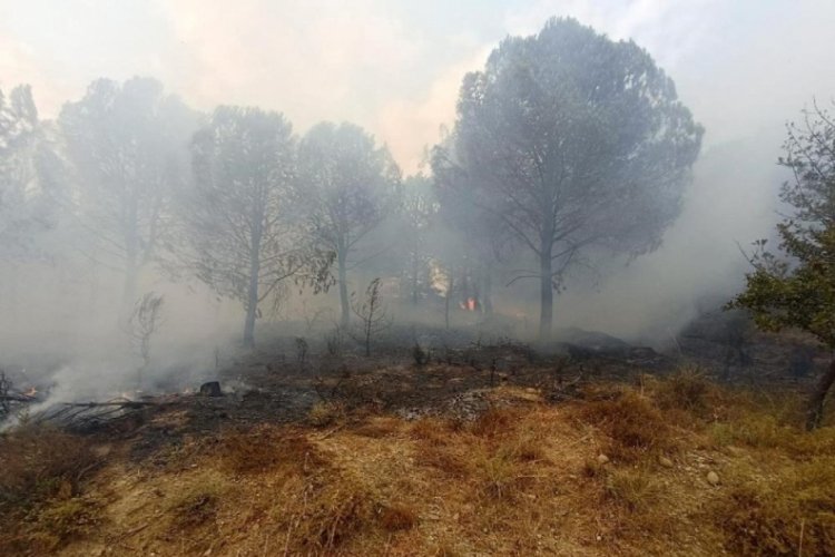 &Ccedil;anakkale'deki orman yangını kontrol altında