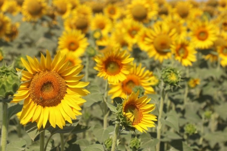 Erzincan'da  doğanın c&ouml;mertliğiyle ay&ccedil;i&ccedil;eği tarlaları sarıya b&uuml;r&uuml;nd&uuml;!