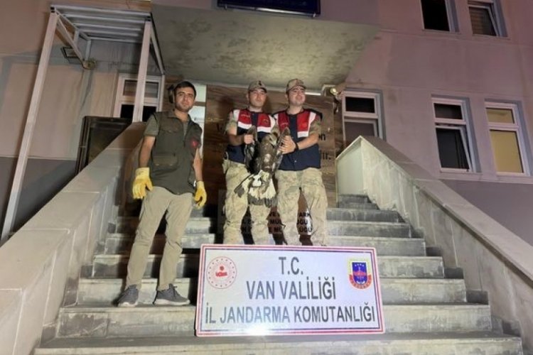 Van'da yaralı kartalı koruma altına alındı