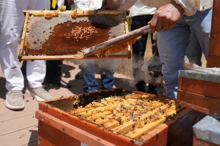 Bing&ouml;l'de şenlikler eşliğinde  bal hasadı d&ouml;nemi  başladı
