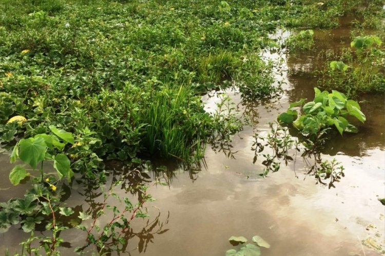 Samsun'da kuvvetli yağış tarım arazilerini yıktı ge&ccedil;ti!