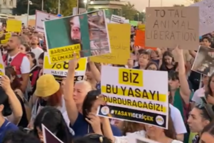 İstanbul'da hayvanseverlerden "Yasayı geri &ccedil;ek" eylemi