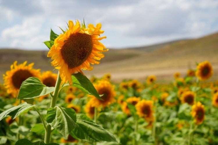 Erzincan'da ay&ccedil;i&ccedil;ek tarlaları vatandaşlara g&ouml;rsel ş&ouml;len sundu!