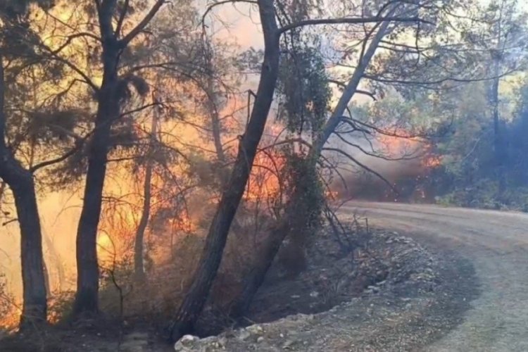 Adana'da  orman yangınına m&uuml;dahale devam ediyor! 10 ev tahliye edildi