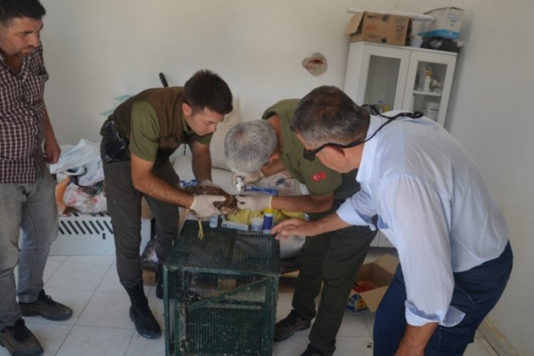 Malatya'da sevimli yaralı şahin koruma altına alındı