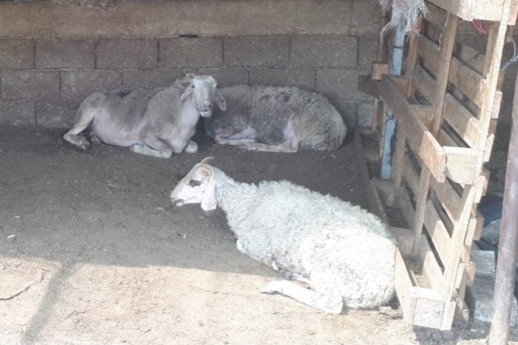 Muğla'da zehirlenen 30 koyun telef oldu