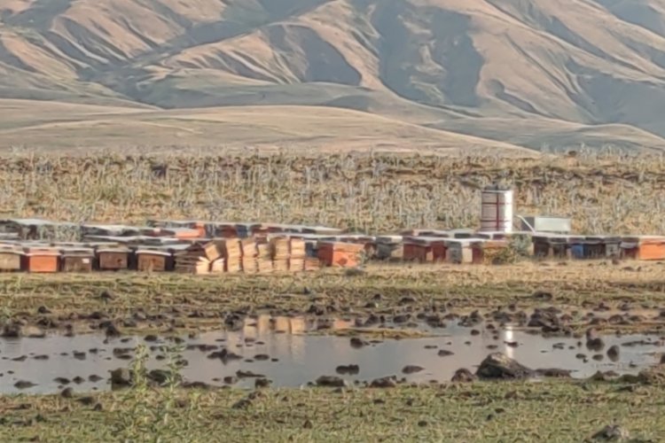 Van'da sağanak yağmur arı kovanlarını yıktı ge&ccedil;ti!