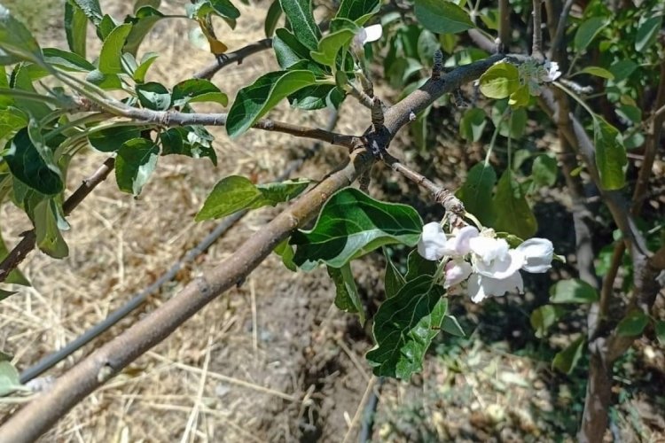 Tunceli'de elma ağacı &ccedil;i&ccedil;ek a&ccedil;tı g&ouml;renleri şaşkına &ccedil;evirdi!