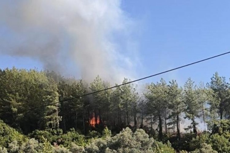 Muğla'da orman yangını! Havadan ve karadan m&uuml;dahale ediliyor