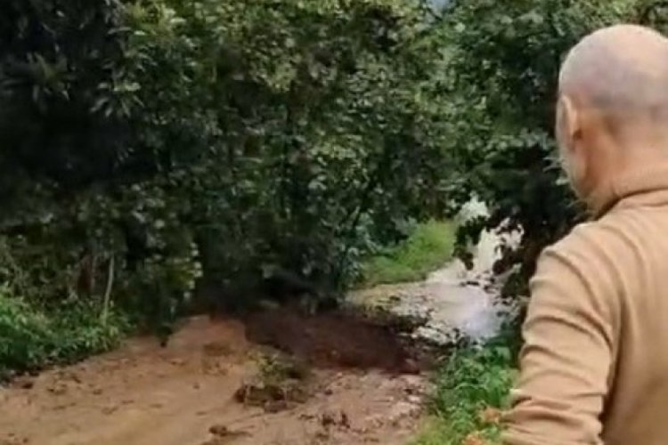 Trabzon'da şiddetli yağış fındık ağacını yıktı geçti!