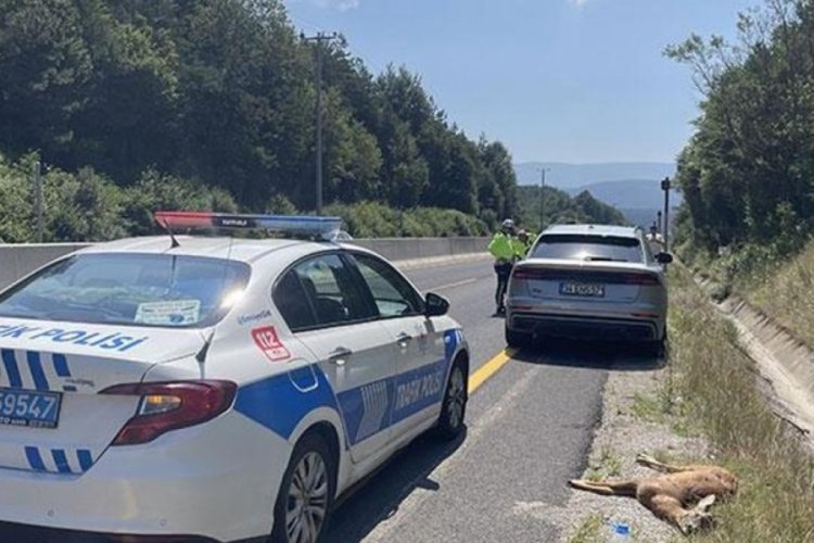 Bolu'da cipin &ccedil;arptığı karaca can verdi