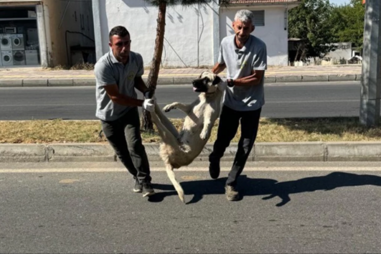 Silvan Belediyesi sokak k&ouml;peklerini toplamaya başladı!
