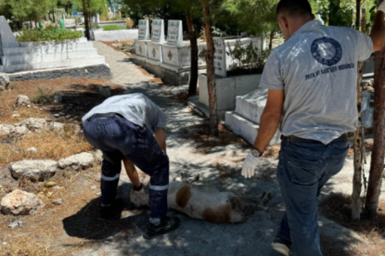 Sokak k&ouml;peklerini toplayan Silvan Belediyesi'nden a&ccedil;ıklama geldi