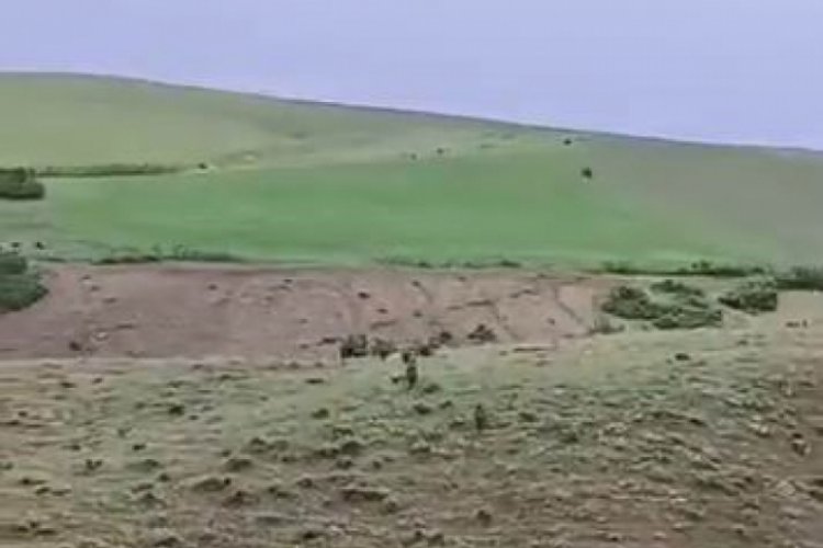 Elazığ'da a&ccedil; kalan domuz s&uuml;r&uuml;s&uuml; yerleşim alanına  indi!