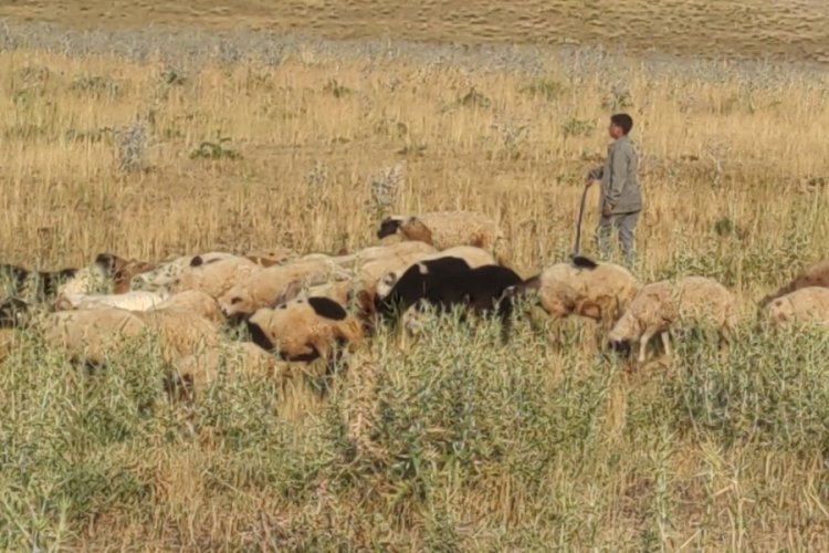 Van'da koyunların &uuml;zerine konarak karınlarını doyuran  kuşlar anbean kameraya yansıdı!