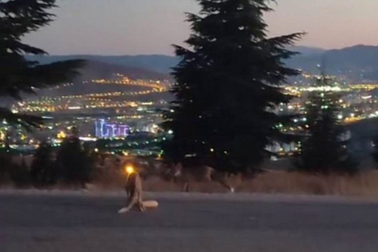 Elazığ'da a&ccedil; kalan tilkileri vatandaşlar şefkatli elleriyle beslediler!