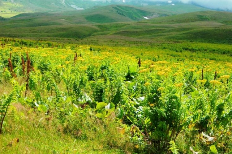 Ardahan'da muhteşem b&uuml;y&uuml;s&uuml;n&uuml; koruyan :Urema Yaylası g&ouml;rsel ş&ouml;len yaşatıyor