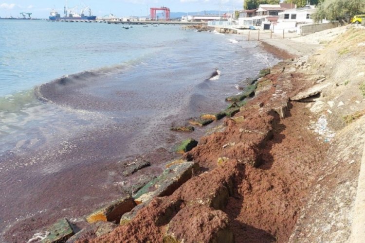 Marmara'da kızıl yosun alarmı