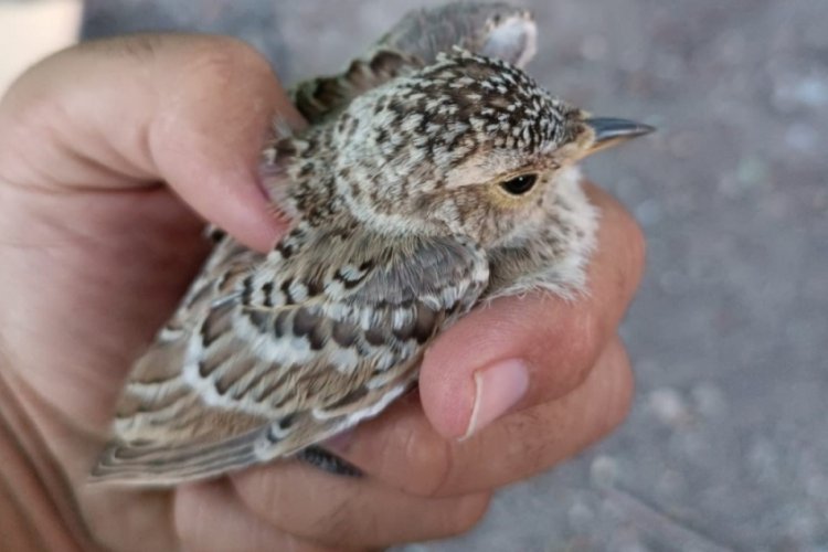 Kayseri'de yaralı kuşlar ekipler tarafından koruma altına alındı