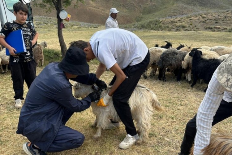 Hakkari'de hayvanların refahı i&ccedil;in k&uuml;peleme ve aşılama &ccedil;alışmaları titizlikle s&uuml;r&uuml;yor