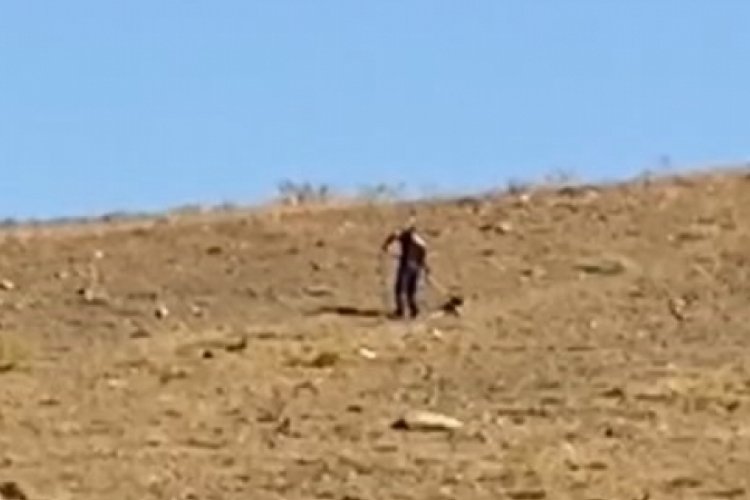 Elazığ'da sokak hayvanları tedavi ama&ccedil;lı toplandı!
