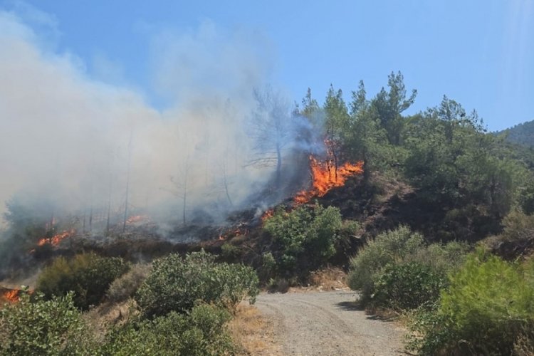 Hatay'da orman yangını