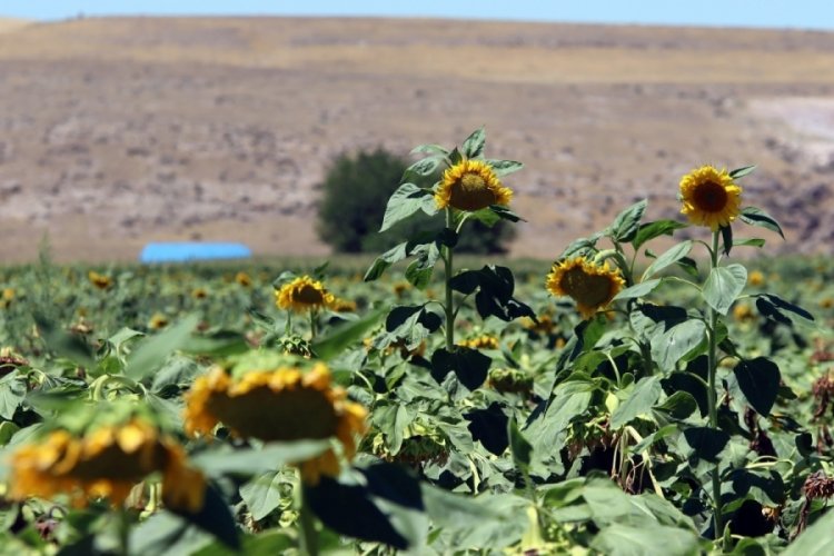 Kayseri'de ay &ccedil;i&ccedil;ek tarlaları sarıya b&uuml;r&uuml;nd&uuml;!