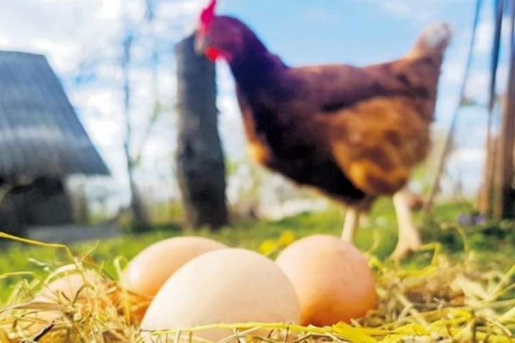 Bakan Yumaklı duyurdu: Et, s&uuml;t, yumurta i&ccedil;in 90 milyon euro destek