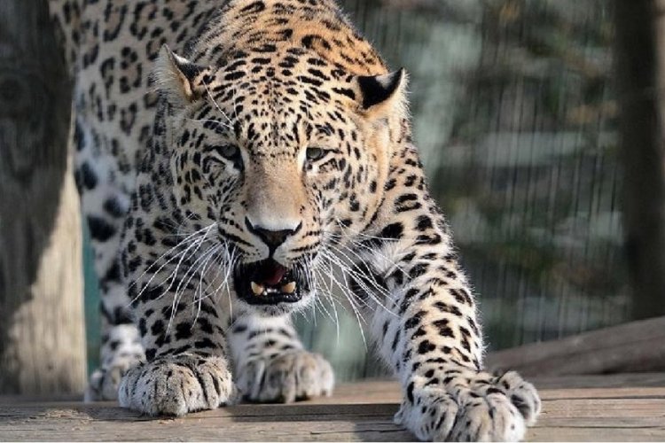 G&uuml;ney Afrika'da hava &uuml;ss&uuml;ne giren leopar iki askeri yaraladı!