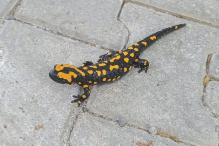 Adıyaman'da nesli t&uuml;kenmekte olan sarı benekli semender kameralara yansıdı!
