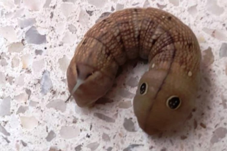 Oyuncak sandılar, larva &ccedil;ıktı