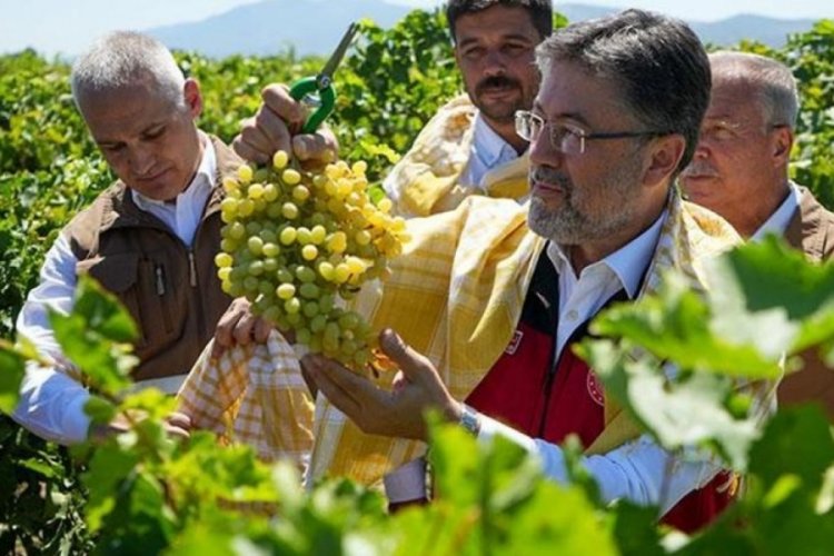 Bakan Yumaklı &uuml;z&uuml;m hasadına katıldı