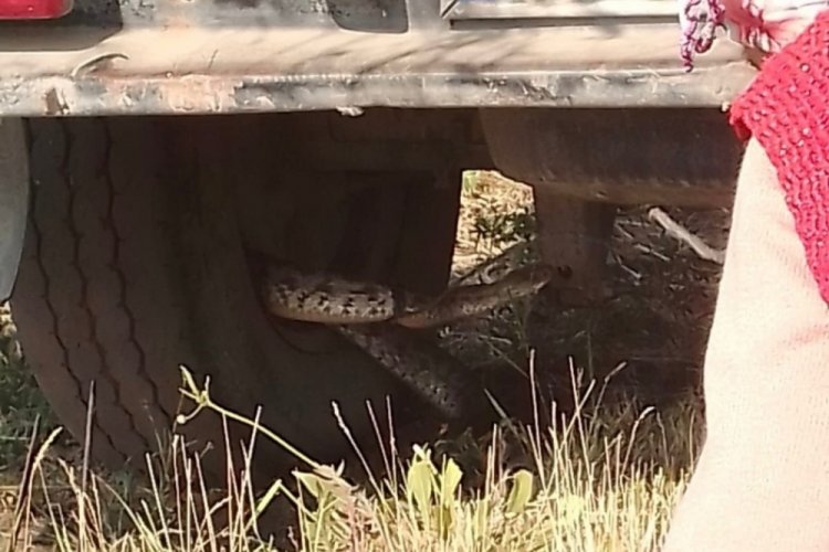 Iğdır'da aracın tekerleğine sıkışan  yılan korku dolu anlar yaşattı!