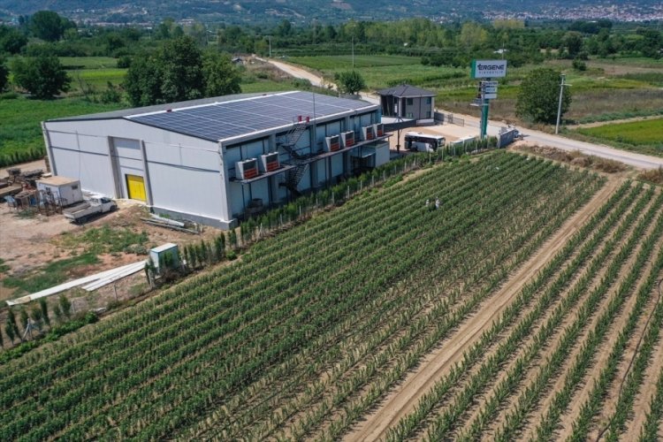 Bursa'da yıllık 1 milyon fidan &uuml;reten girişimci &ccedil;ift elektriğe para harcamıyor