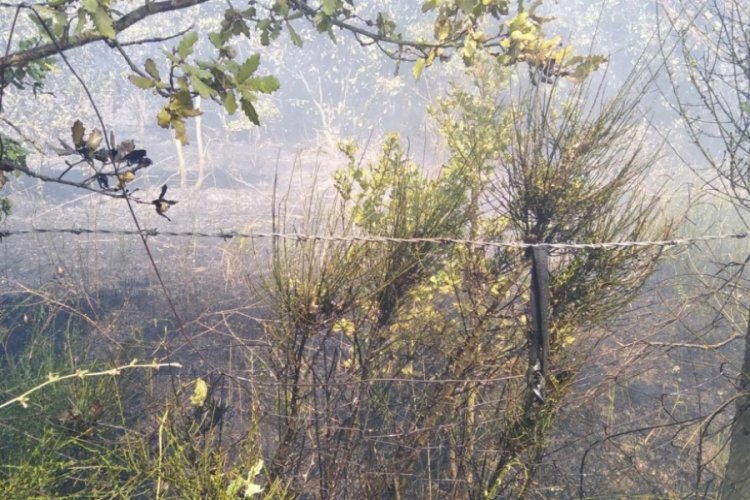 Zeytin tarlasında &ccedil;ıkan yangın eve sı&ccedil;ramadan s&ouml;nd&uuml;r&uuml;ld&uuml;&nbsp;