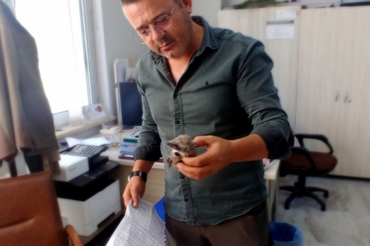 Yaralı kirpi tedavi altına alındı