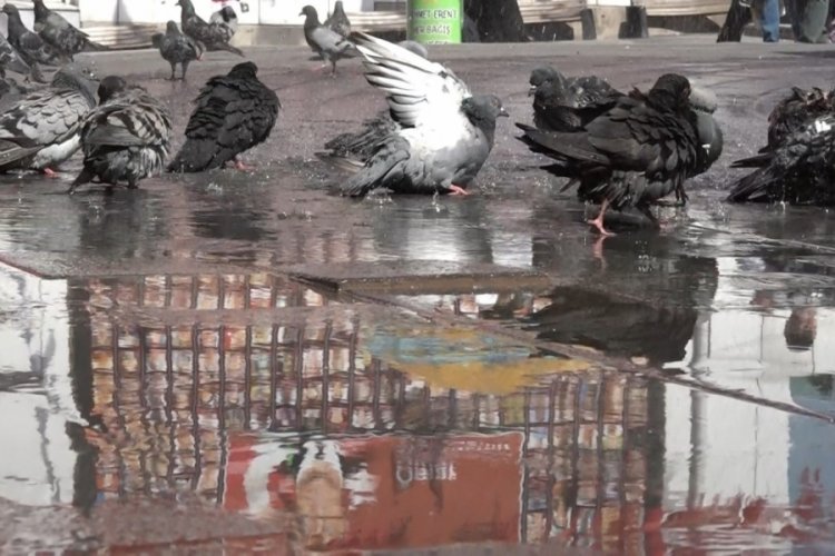 Bursa'da, g&uuml;vercinlerin banyo keyfini g&ouml;renlerin i&ccedil;i serinledi