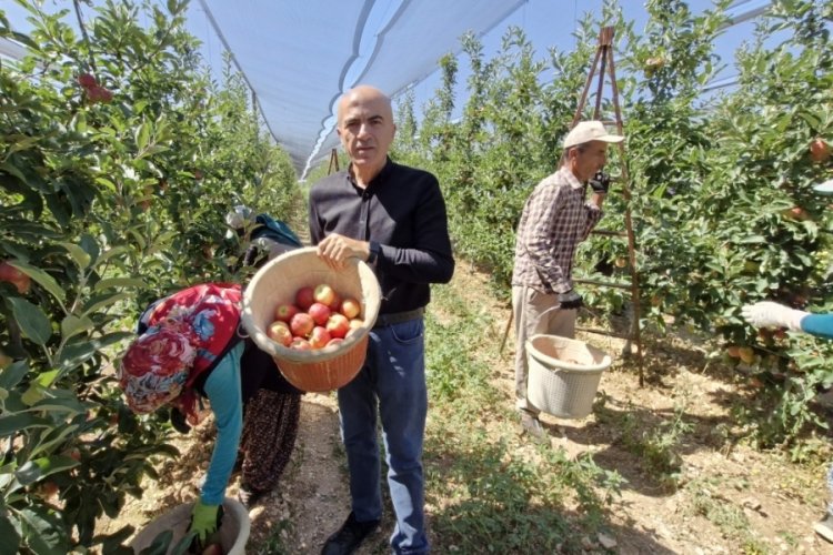 Karaman'da erkenci elma hasadı yazlık Gala &ccedil;eşidiyle başladı