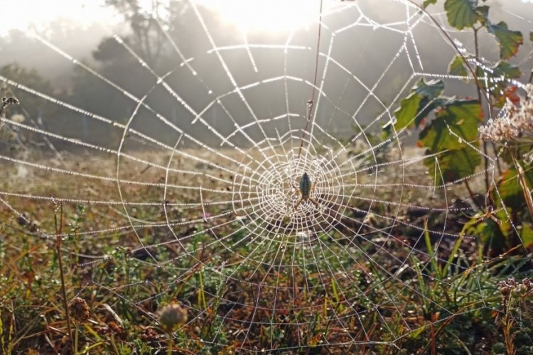 Samsun'da &Ouml;r&uuml;mceklerin ağ &ouml;rme becerisi fotoğraf karesini aratmadı!