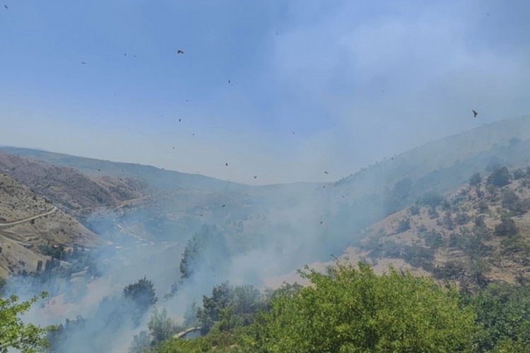 Diyarbakır'da ormanda &ouml;rt&uuml; yangını