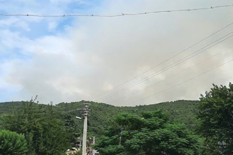 Yalova'da orman yangını!